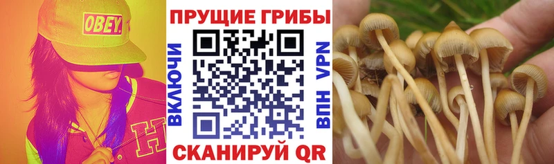 Псилоцибиновые грибы Cubensis  мега как зайти  Солнечногорск 